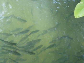 Frischer Fisch im Winter