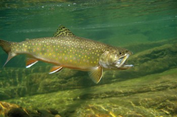 Saiblingsfilets